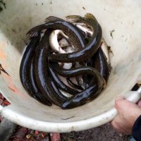 Alevinages » Alevinage Brochet, Carpes et Tanches Etang Chaudeney Novembre 2022