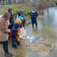Alevinages » Empoissonnement en Truites, Mars 2023, Moselle