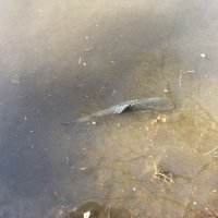 Lâchers de truites 2022 » Etang Clément